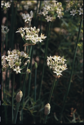 Picture of Chives Garlic